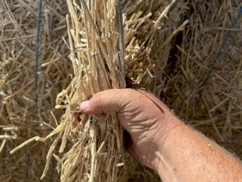 Fresh Windrowed Wheat Straw