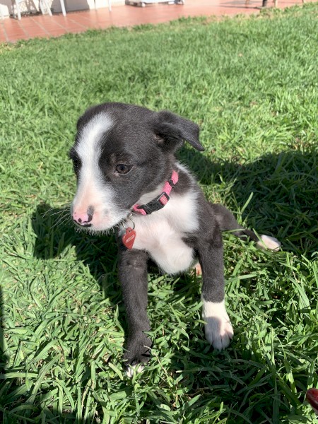 Border Collie puppies