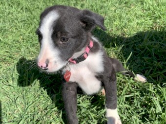 Border Collie puppies