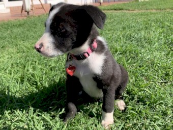 Border Collie puppies