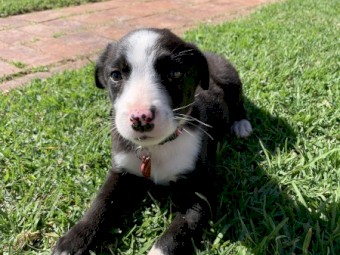 Border Collie puppies