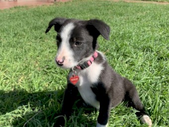 Border Collie puppies