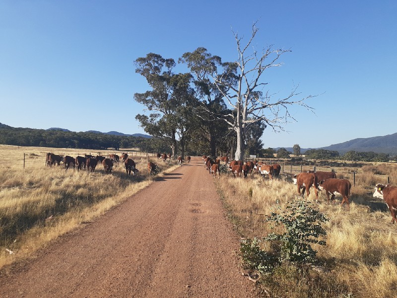 WANTED Lease or Agistment