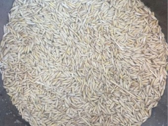 Yallara Oat Seed