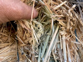Wheat Hay
