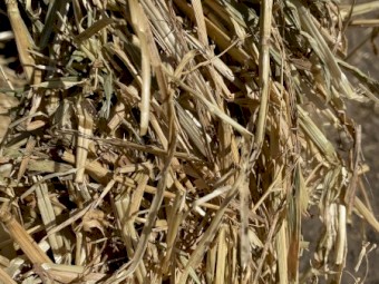 50mt Oaten Hay 520kgs 8x4x3 Bales