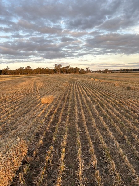 150 Oaten Hay Small Squares