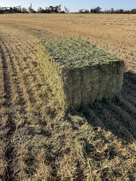 150mt Barley Hay 680-700kg Bales