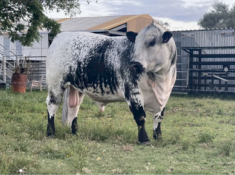 Speckle Park Bull For Sale 
