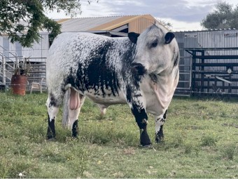 Speckle Park Bull For Sale 