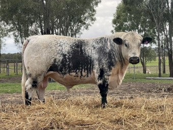 Speckle Park Bull For Sale 
