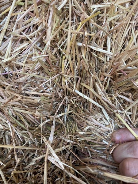 Pasture Hay Clover/Rye 8x4x3 Shedded