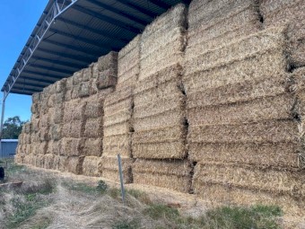 Pasture Hay Clover/Rye 8x4x3 Shedded