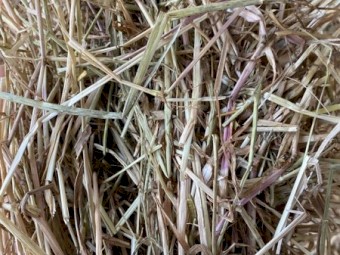 Pasture Hay Clover/Rye 8x4x3 Shedded