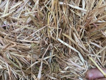 Pasture Hay Clover/Rye 8x4x3 Shedded