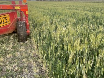 Lucerne Barley Hay