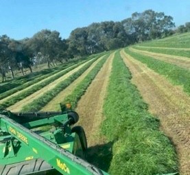 WANTED Vetch & Cereal Hay Standing on Shares or Buy the paddock