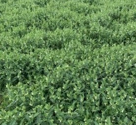 WANTED Vetch & Cereal Hay Standing on Shares or Buy the paddock