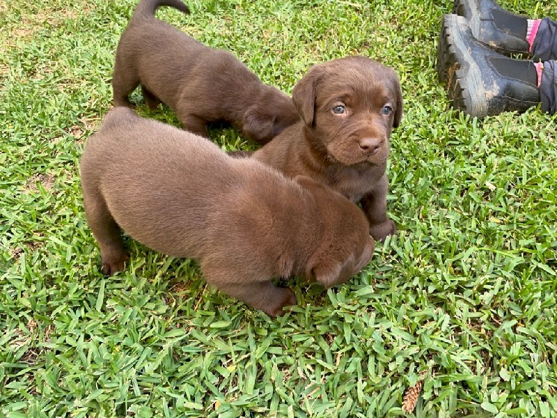 Labrador Pups
