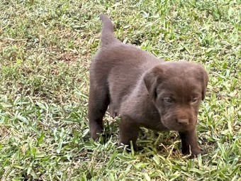 Labrador Pups