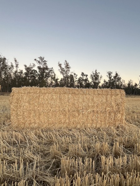 Wheat Straw