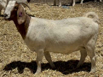 Stud Registered boer goats 