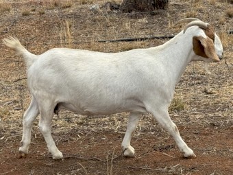 Stud Registered boer goats 