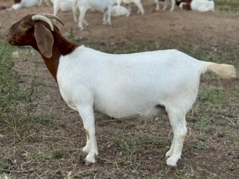 Stud Registered boer goats 