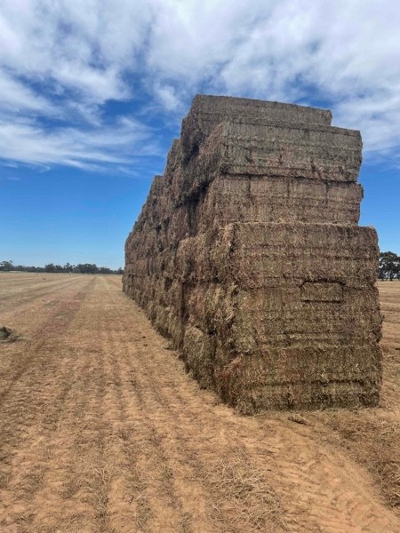 Vetch Hay 8x4x3 Bales