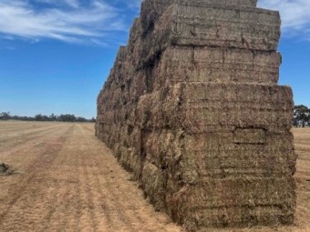 Vetch Hay 8x4x3 Bales