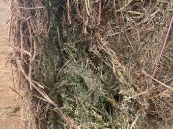 Vetch Hay 8x4x3 Bales