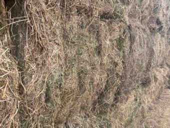 Vetch Hay 8x4x3 Bales