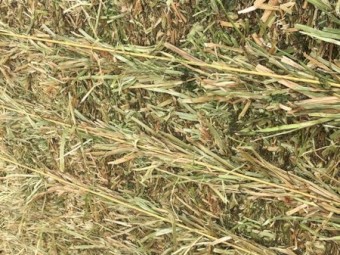 2020 Clover hay