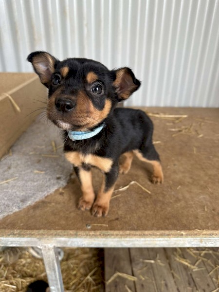 Purebred Kelpie Puppies