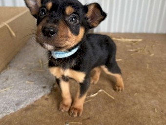 Purebred Kelpie Puppies