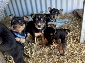 Purebred Kelpie Puppies