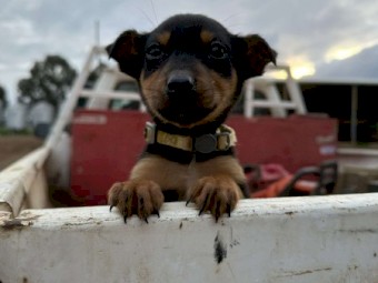 Purebred Kelpie Puppies