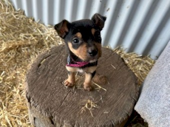 Purebred Kelpie Puppies
