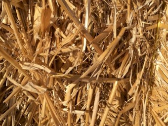 Oaten Straw