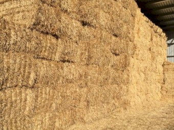 Oaten Straw