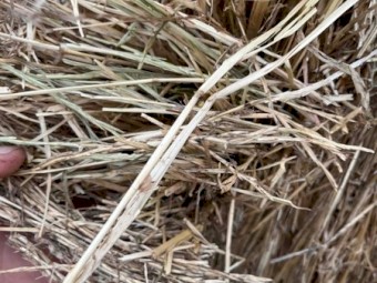 Ryegrass Hay 8x4x3 Bales