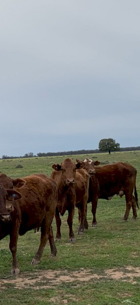 crossbreed cows manly Santa/ shorthorn 
