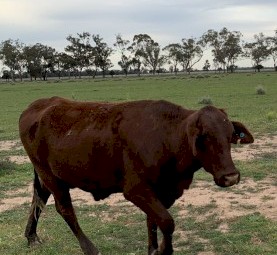 crossbreed cows manly Santa/ shorthorn 