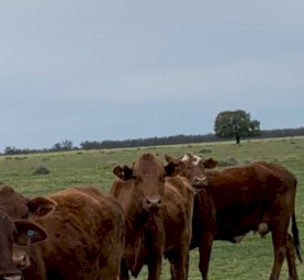 crossbreed cows manly Santa/ shorthorn 