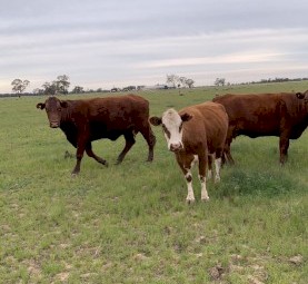 crossbreed cows manly Santa/ shorthorn 
