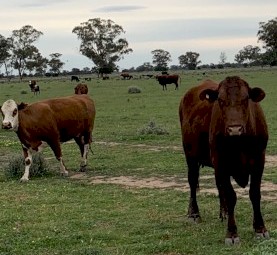 crossbreed cows manly Santa/ shorthorn 