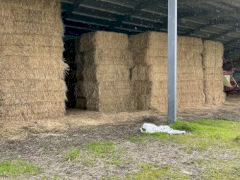 65mt Ryegrass/Clover Pasture Hay 540kg 8x4x3 Bales
