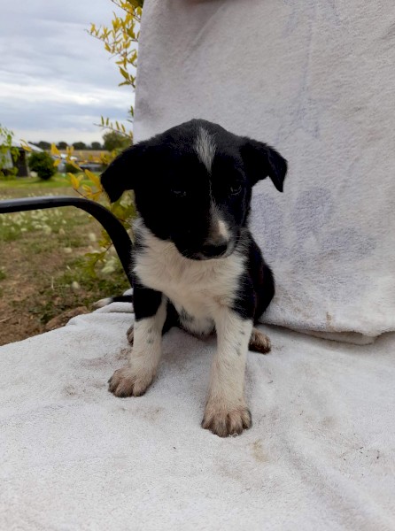 Border Collie Pups