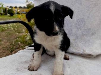 Border Collie Pups