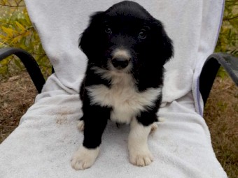 Border Collie Pups
